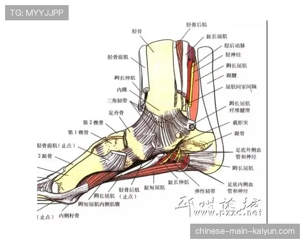 运动康复机构报告显示，跆拳道运动员膝、踝关节损伤比例最高